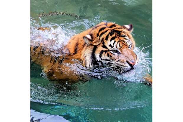 Большинство тигров совершенно не боятся воды. В тропических широтах Юго-Восточной Азии эти хищники регулярно купаются 