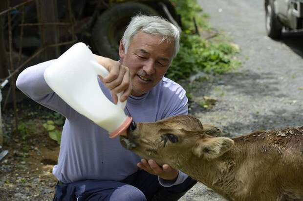 Японец вернулся в зараженную зону Фукусимы, чтобы кормить брошенных животных