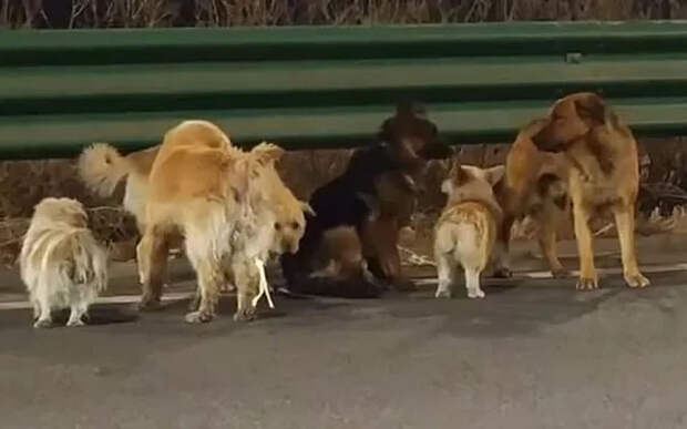 7 украденных собак в Китае сбежали от похитителей и вернулись домой, пройдя 17 километров. Стаю вел корги