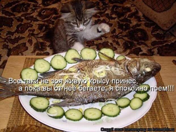 Котоматрицы (картинки с надписями)