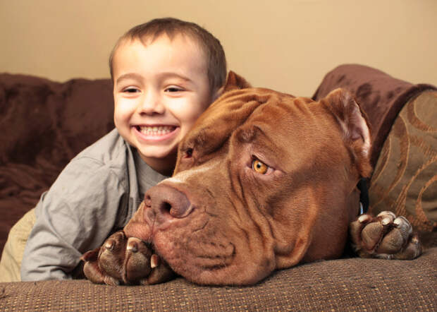 pitbull 12 Халк зубами щёлк: крупнейший питбуль в мире