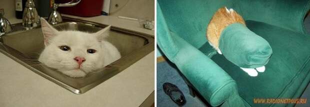 Коты в коробках, сумках, банках и прочих емкостях