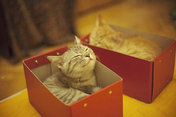 Любите своих домашних животных и они ответят вам тем же!  домашние животные, животные, как люди, коты, прикол, юмор