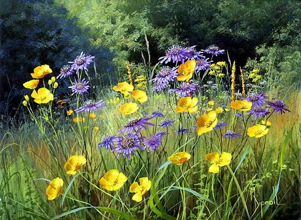 Цветы луговые, художница Mary Dipnall
