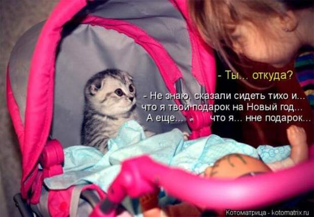 котоматрицы (50 фото) котоматрицы (50 фото)