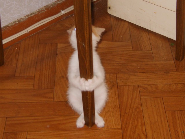 16 мест, в которых неожиданно можно обнаружить котэ коты, любимчики, прикол, юмор