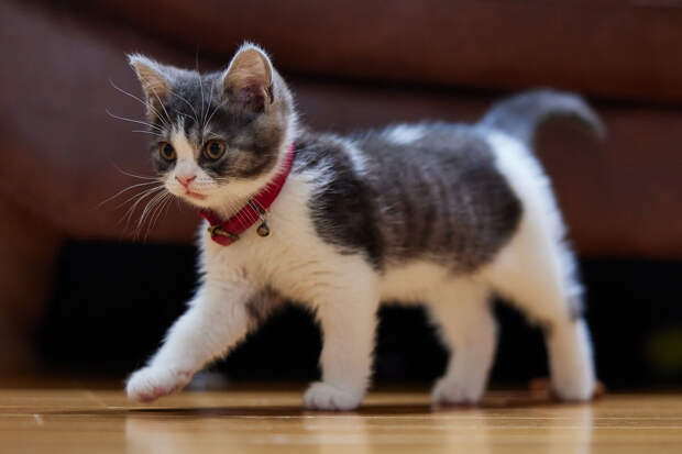 Жителям острова Кенгуру хотят запретить заводить кошек в качестве питомцев