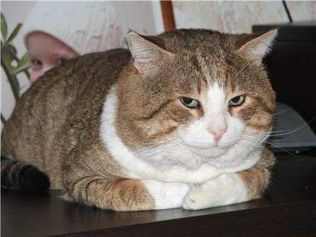 Спасённые кошки