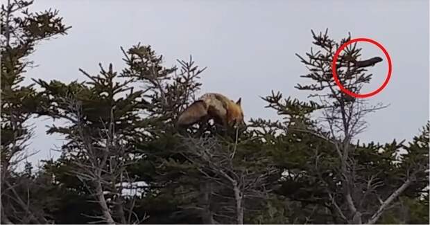 Лисица забралась на дерево, чтобы поймать белку белка, в мире, видео, животные, канада, лиса, охота