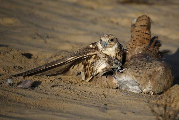 В Абу-Даби стартовал Фестиваль ловчей птицы. Фоторепортаж