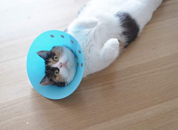 Хозяин, выпусти! коты, фото