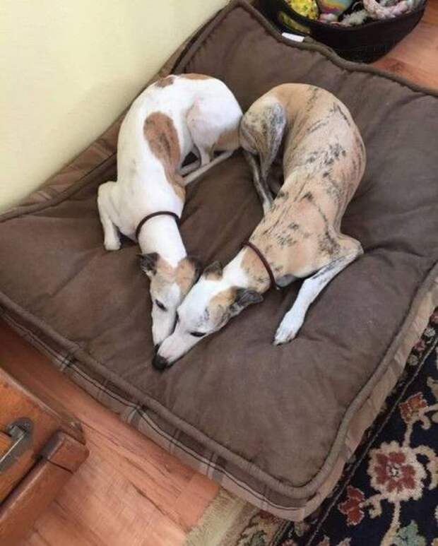 Прикольные картинки на Бугаге (49 шт)