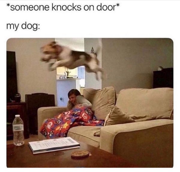 2673522 171 Dog memes youll want to show your dog even though he cant read (32 Photos)