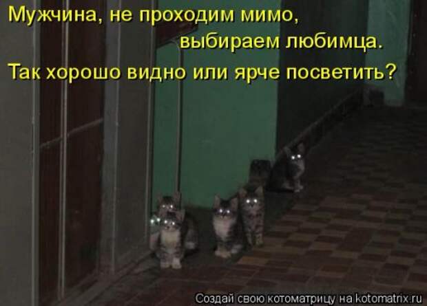Котоматрица для хорошего настроения (35 фото)