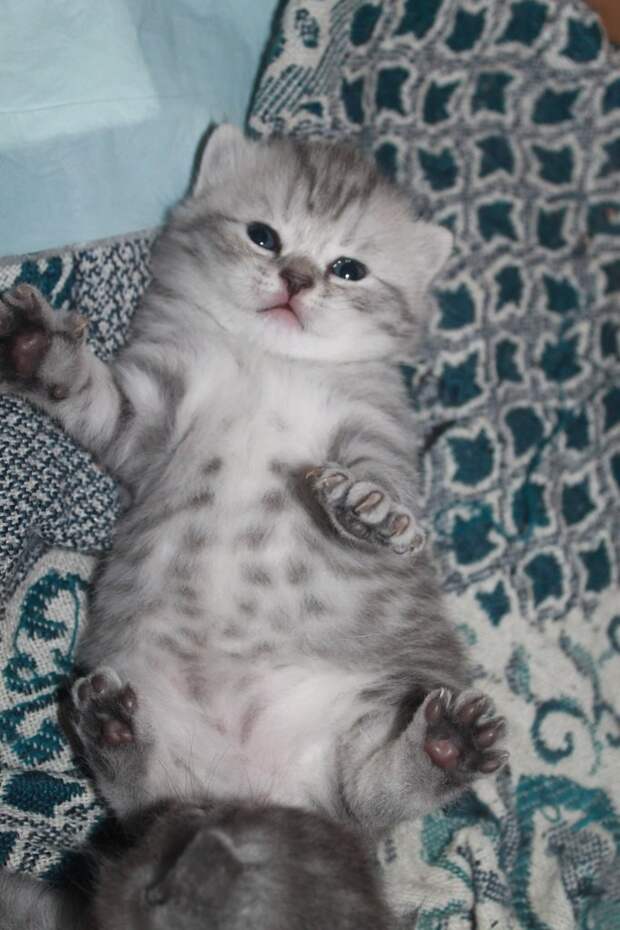Няшки - Милашки  животные, коты