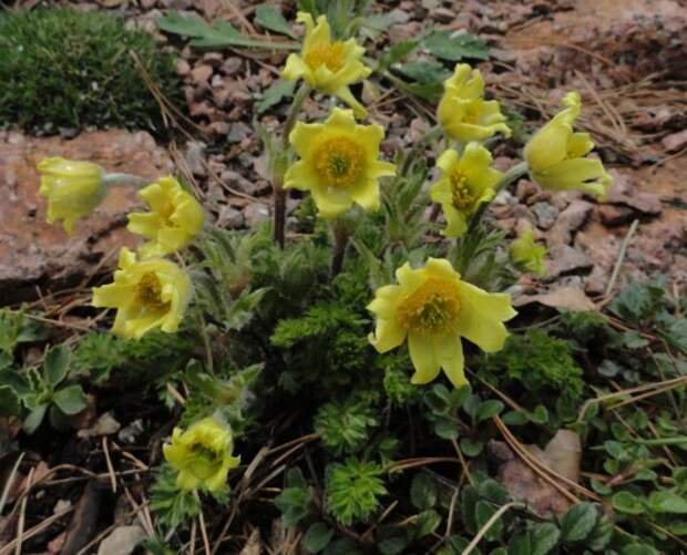 Прострел золотистый (Pulsatilla aurea)