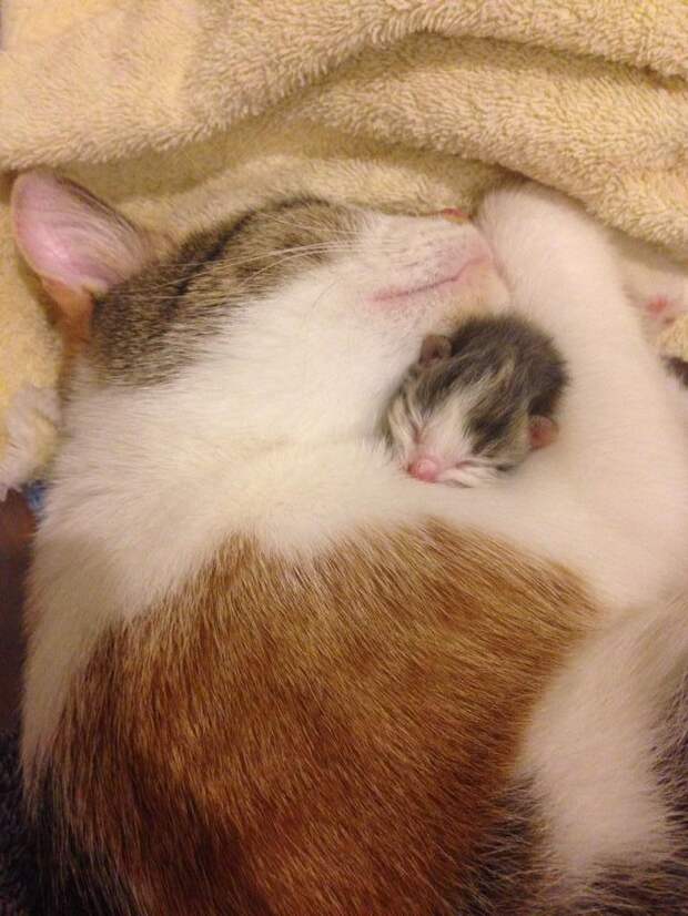 кошка и котенок