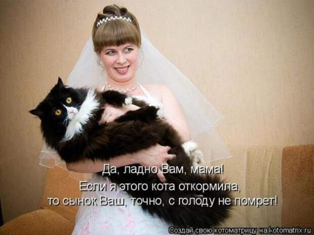 Веселая котоматрица