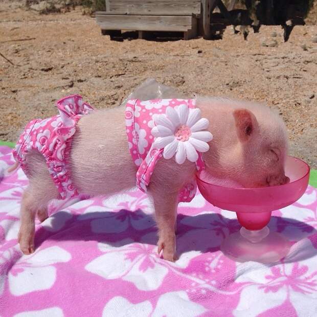 priscilla-mini-pig-21