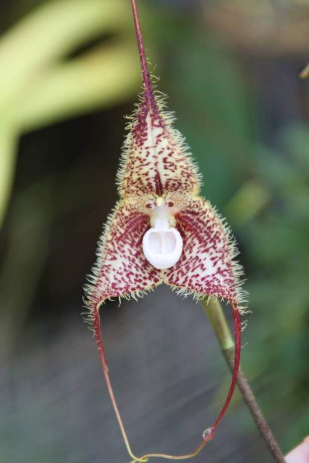 Накануне наступления Года Обезьяны в Японии устроили выставку обезьяньих орхидей
