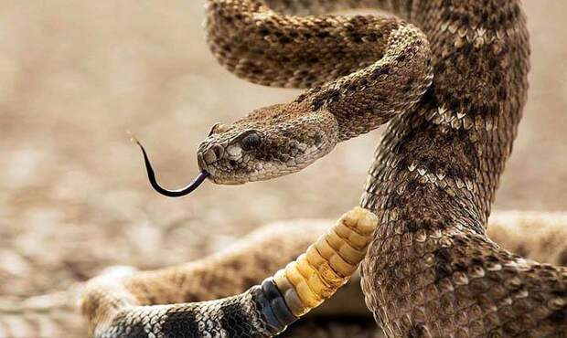 гремучая змея - интересные факты о змеях