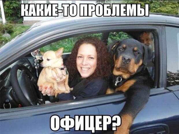 Смешные картинки с подписями Смешные картинки с подписями картинки, юмор