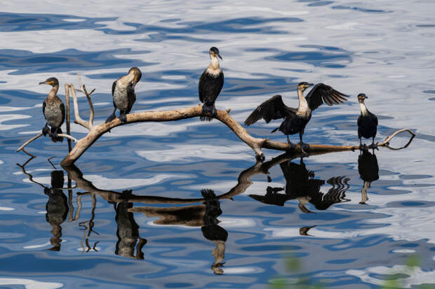 В российских регионах пожаловались на нашествие бакланов