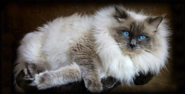 51.  кошка, пушистость, шерсть