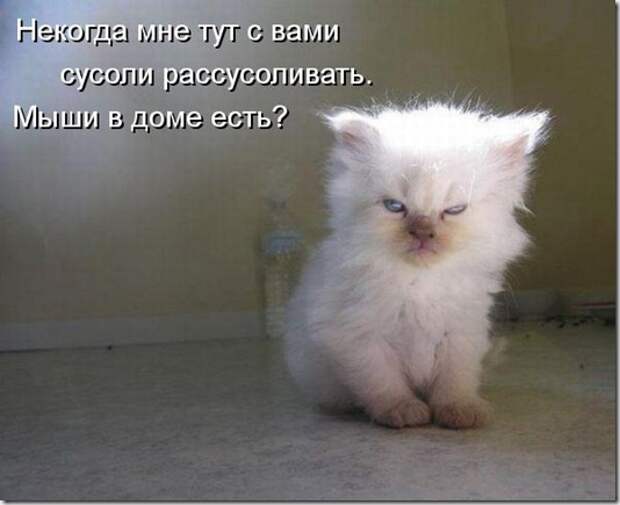 kotomatritsa_dT