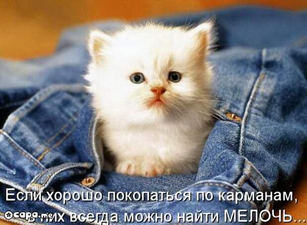 Позитивные котэ (29.05.15)