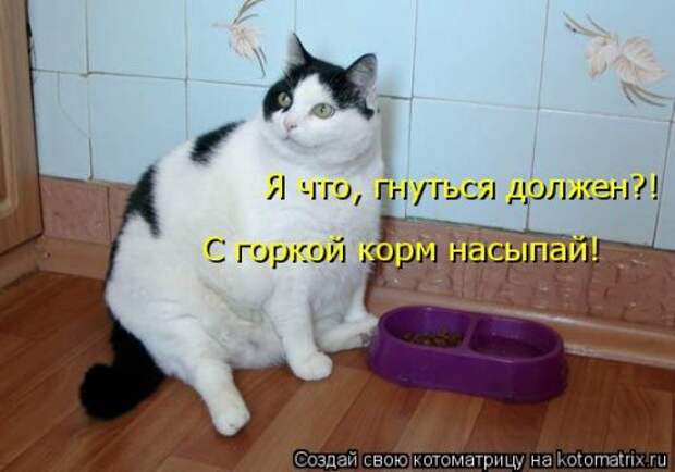 Новая котоматрица (38 фото)