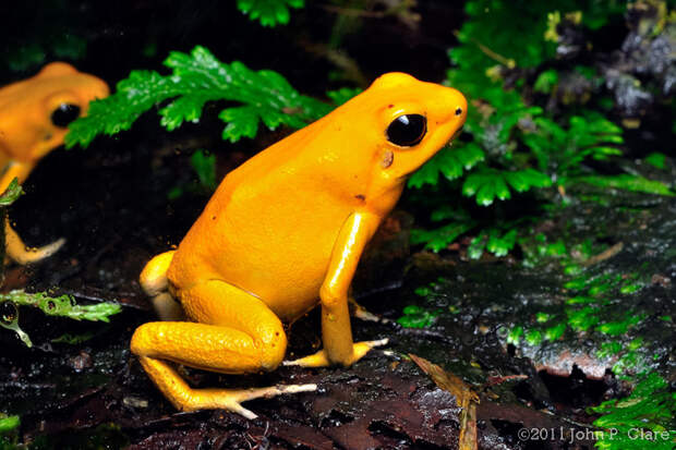5. Золотая лягушка (Phyllobates terribilis, Листолаз ужасный). животные, золото, природа, факты