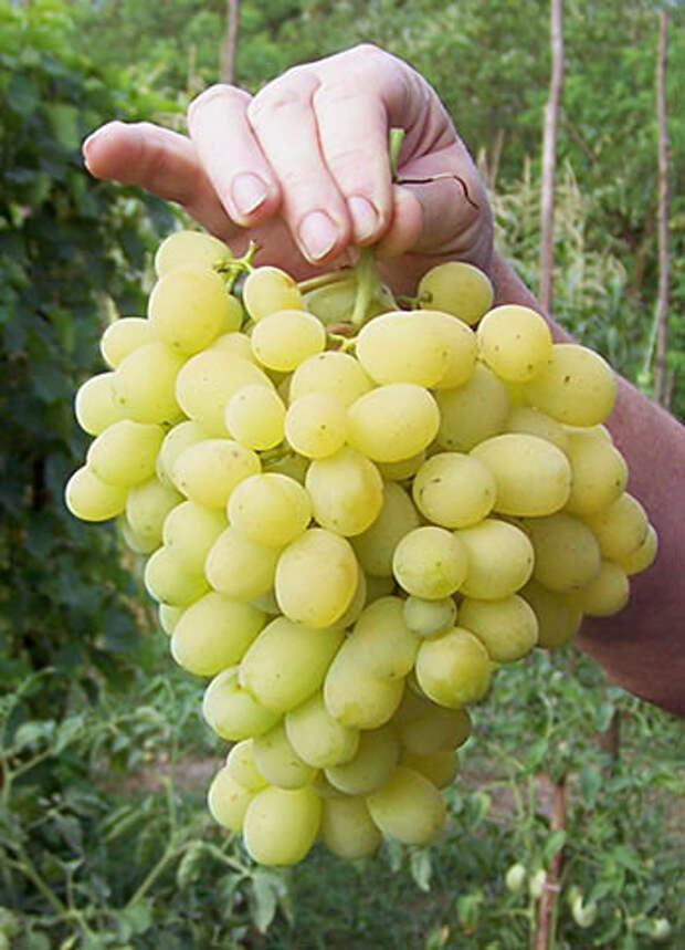 Сорт лора виноград фото и описание