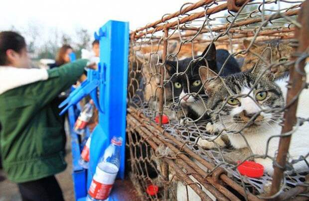 грузовик полный кошек, 500 кошек, спасли кошек от поедания, кошка вместо кролика