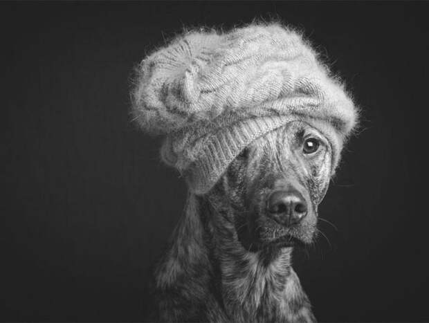 портреты собак в шапке