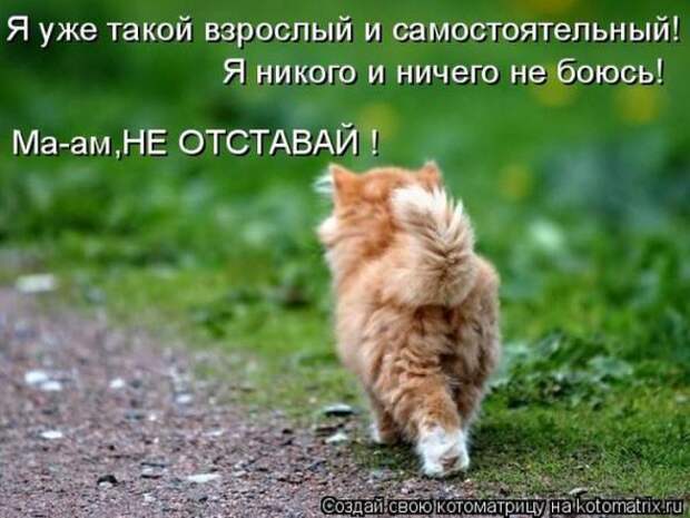 Котоматрицы (картинки с надписями)