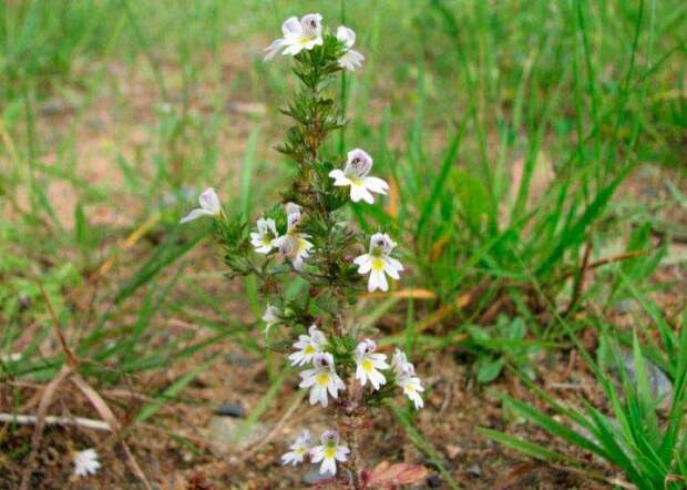 Лекарственное растение Очанка прямая (Euphrasia stricta)