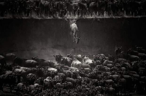 Великая миграция антилоп гну через реку Мара, Серенгети