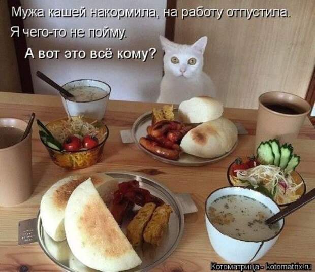 Новая котоматрица на Бугаге (31 фото)