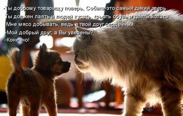 Котоматрица (81 фото)