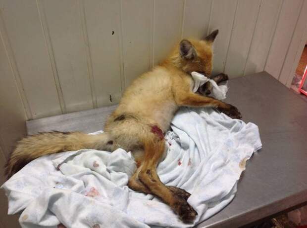 Челябинский ветеринар спасает сбитого машиной лисенка лиса, спасение