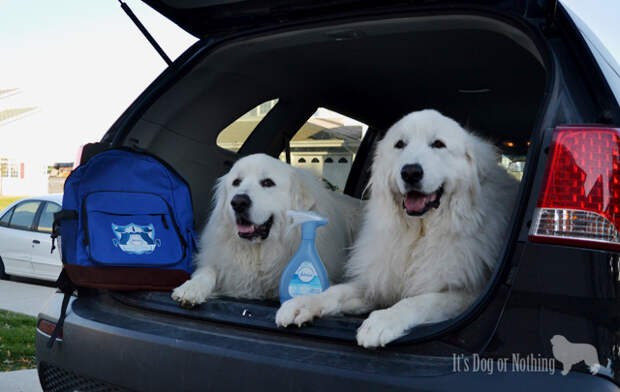 Is your dog-loving home guest ready? We're attending the Febreze school of #Petiquette to eliminate any pet odor.
