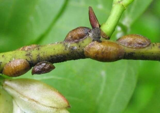 Щитовка формирует характерные бугорки на стеблевой части или листьях орхидеи