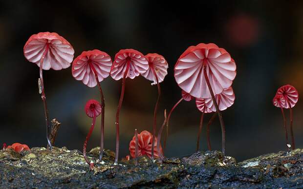 3. Marasmius haematocephalus Негниючник. 3. Marasmius haematocephalus Негниючник. грибы, интересное, фото