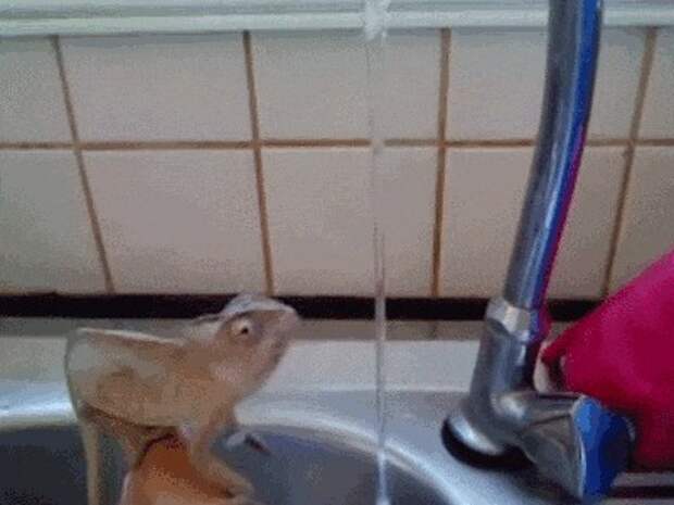 животные, милота, ящерица