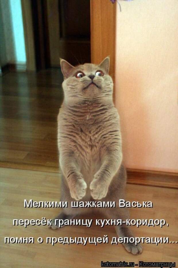 Котоматрица