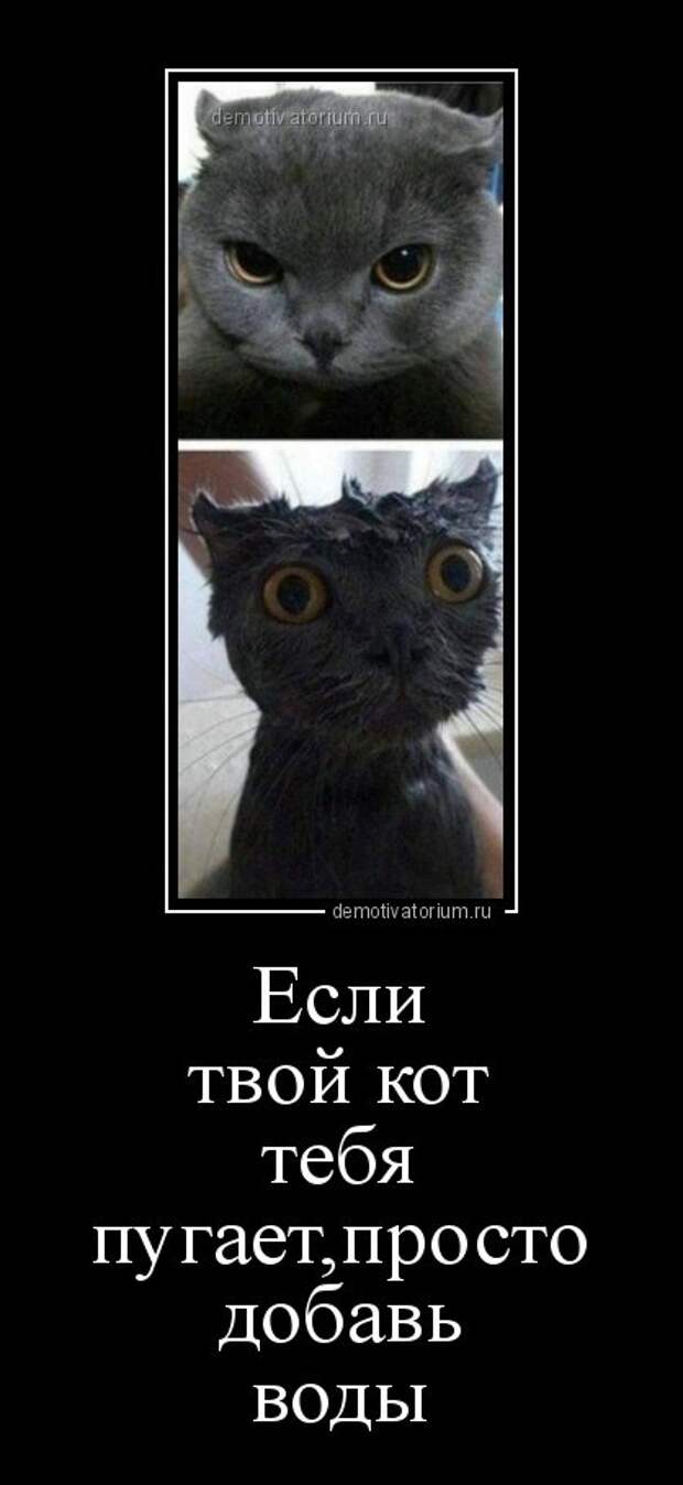 Демотиваторы-новинки для всех (12 шт)