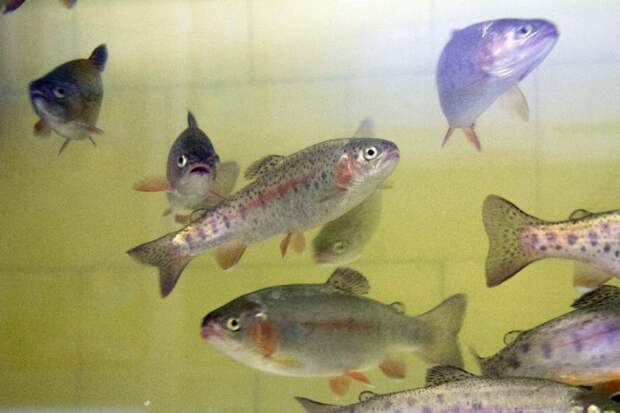 Карельские учёные проверили донные отложения аквакультуры как удобрение для полей