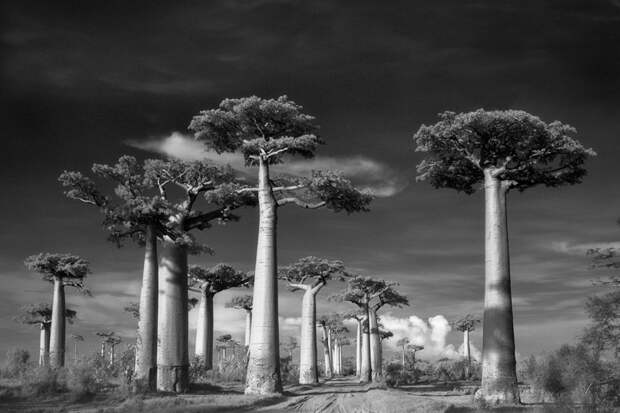 Знаменитая Аллея Баобабов на западе Мадагаскара. Эта дорога, окруженная со всех сторон гигантскими баобабами — пожалуй, одно из самых известных мест произрастания баобабов в мире и самое посещаемое место в регионе. Деревья, которым примерно по 800 лет — наследие тропических лесов, когда-то бурно произраставших в этой местности.