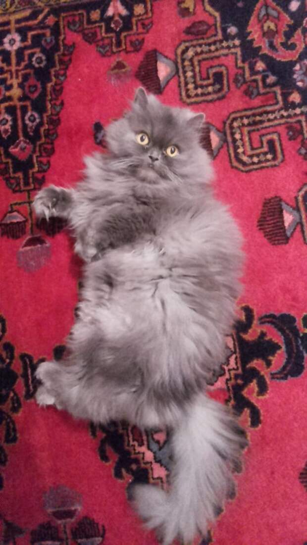 82.  кошка, пушистость, шерсть